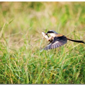 朋友拍的鸟：可遇不可求的眼福