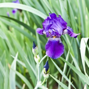 花随人愿--娇艳