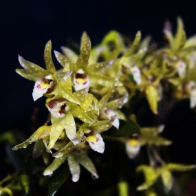 《仙草花,铁皮石斛》