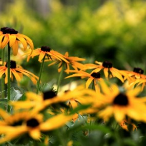 新手拍的花卉  求点评求进步