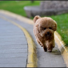 晨起锻炼的狗狗们