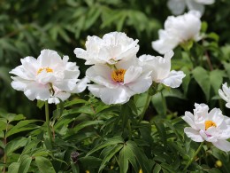 乾陵牡丹真国色（续）