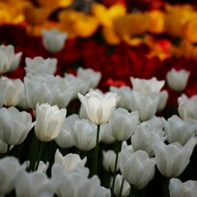 兴庆宫的郁金香