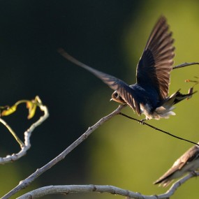 岩沙燕育雏实录