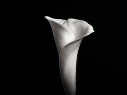 摄影大师Robert Mapplethorpe静物作品