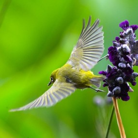 绣眼鸟_航海王基德