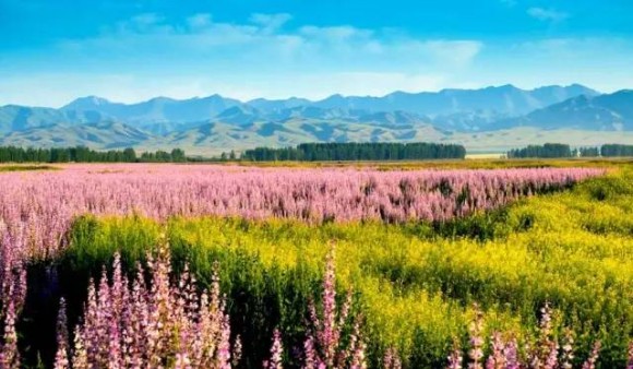 喀拉峻|梦幻夏日，恰逢其时