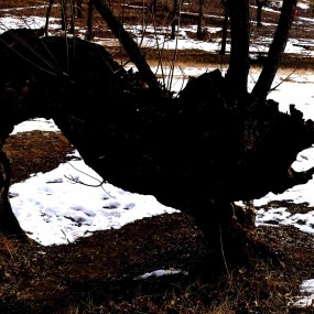 神树古柳在靖边