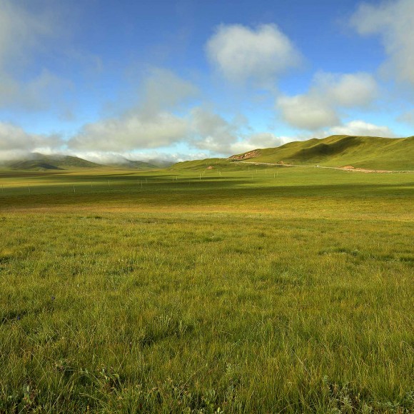 甘南行--路边的景色不能不采