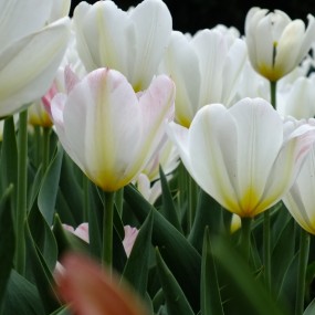 花儿为什么这样红？？