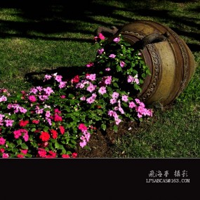 坛花朵朵醉人心