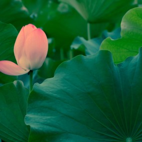 小荷才露尖尖角