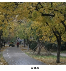 金镶玉——雨后兴庆宫小景