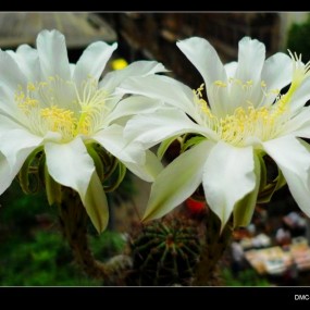 喜欢拍花花草草----多多指点