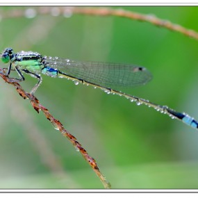 紛享▁▂▃▄▅▆晨露中的精灵