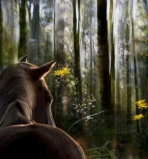 目力之外 真实与虚幻 快门放缓利皮扎马优雅姿态