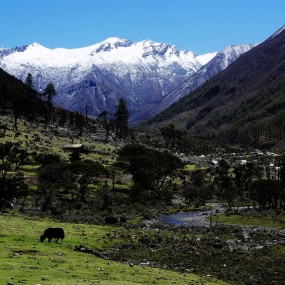 《远山的呼唤》
