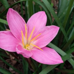 【手机随拍】小区里的花卉