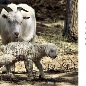 并不是活着就好