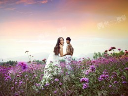 （唯一视觉）秦岭花海七彩菊