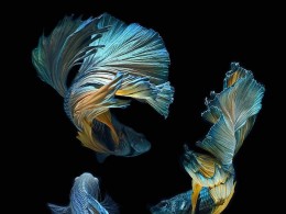 【每日美图】水下的精灵之舞