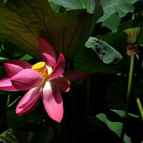 出佳为尼，新机配狗头试拍花卉