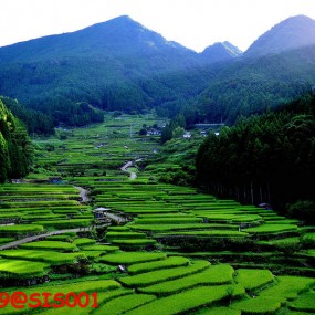 日本绿色原野风景