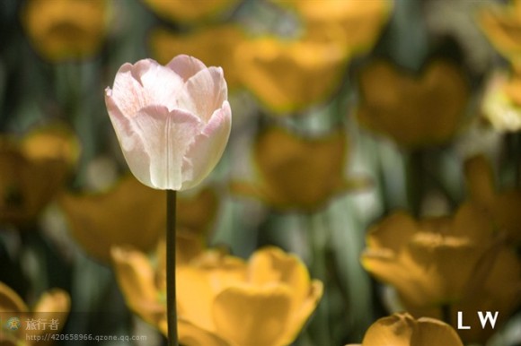 寂寞仅仅是过客