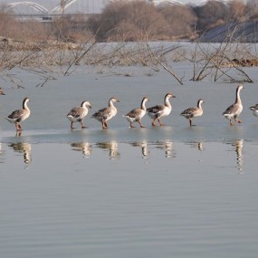 冰湖舞者----戏耍的产灞天鹅