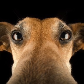 汪星人的大头照