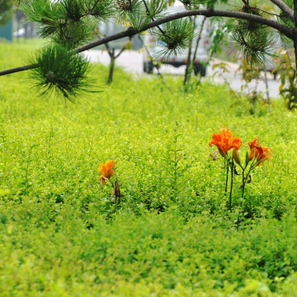 在欧亚大道以北的灞河东路边闲游看花