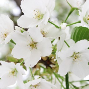 春天就是得拍花啊