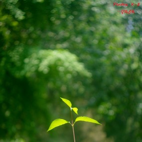 旋焦-神奇的八羽怪！！！