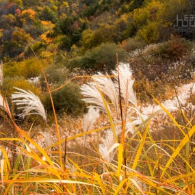 高山秋芦苇