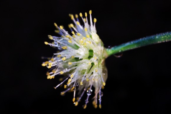 含苞待放的花朵