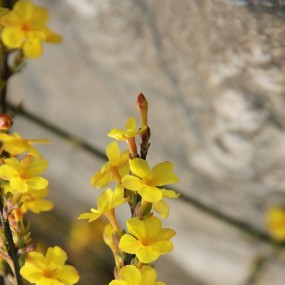 迎春花，请批评！