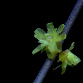 寒霜独放一枝梅