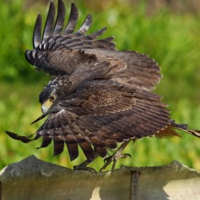 蛇雕英雄传_航海王基德