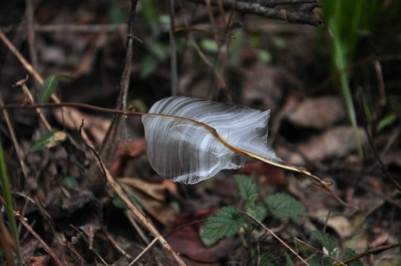 谁认识这个东东~~~~~~~~~~~~！