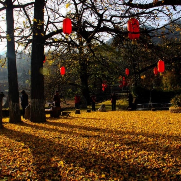 徽县田家河银杏