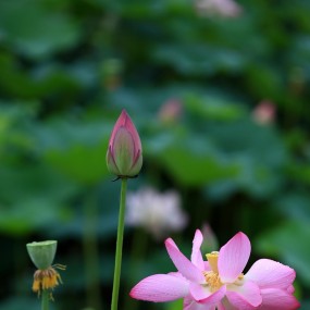 曲江拍荷花   （第三次拍了）