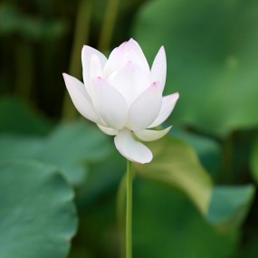 he荷【第一次拍荷花，也发一张。求指点。。。】