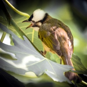 无花果树上的鸟鸟