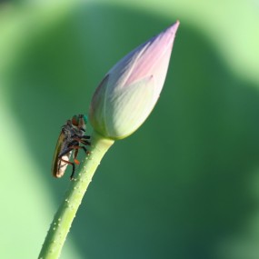荷塘系列---  会变幻颜色的虫子