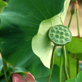 这次拍荷花，我没有下泥坑。欢迎拍砖。