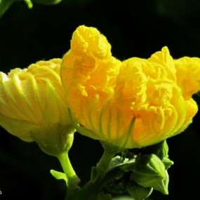 金黄色的丝瓜花