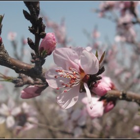 几张杏花、桃花
