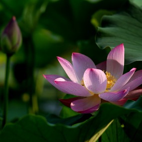 丰庆公园拍【荷花】