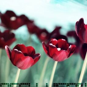 花是最美的毒药