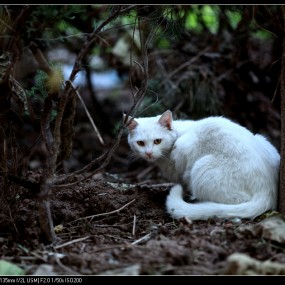下午拍花拍草拍猫拍狗拍娃，真是杂拍了